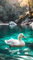 A single duck swims gracefully on a vibrant turquoise lake photo