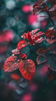 rojo hojas brillante con Mañana Rocío foto