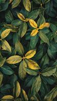 Close-up of vibrant green leaves with a golden hue photo