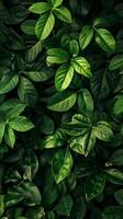 A vibrant green leaves pattern provides a natural and calming background photo