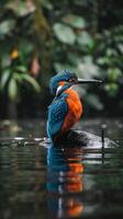 A colorful kingfisher perched on a rock in a rainforest photo