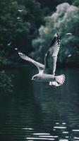 A seagull flies over tranquil waters photo