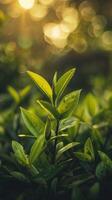 A single sprout of green tea leaves reaches for the sunlight in a lush, green garden photo