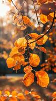 Autumn leaves glow in the warm sunlight photo