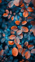 Orange leaves on a branch against a blue backdrop photo