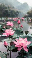 Pink lotus flowers bloom in a tranquil mountain lake photo