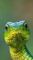 A close-up of a snake's face with its bright green scales and curious stare photo