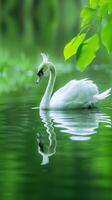 A single swan swims peacefully through a serene pond photo