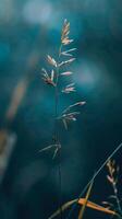 A single stem of grass stands out against a vibrant teal background photo