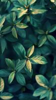 Vibrant green leaves bathed in warm sunlight photo