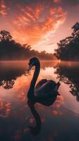 A lone black swan floats on a serene lake at sunset photo