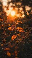 Leaves illuminated by the warm glow of the setting sun photo