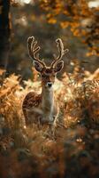 A young deer with large antlers stands in a forest clearing, surrounded by ferns photo
