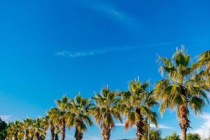 Palm trees in a row against the blue sky. Row of palm trees. photo