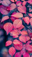 Vibrant pink leaves flutter gently in the fall photo