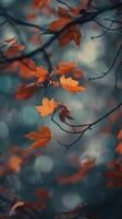 Vibrant orange leaves hang from a branch, illuminated by the morning sun photo