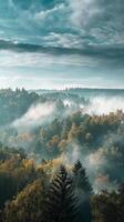 A forest shrouded in mist under a cloudy sky photo