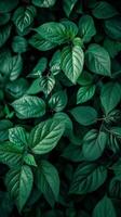 Deep green leaves create a natural and tranquil pattern photo