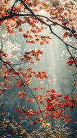 Golden sunlight shines through a canopy of red leaves photo