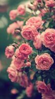 A cluster of pink roses in bloom photo