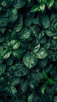 Deep green leaves in a lush forest photo