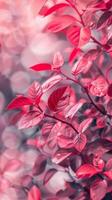 Close-up of bright red leaves in a soft, pink light photo