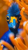 un brillante azul pájaro con un amarillo pico y grande ojos asoma fuera desde detrás naranja coral foto