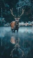 A stag stands in a misty lake, its reflection visible in the water photo