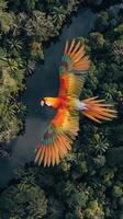 A vibrant scarlet macaw flies above the Amazon rainforest photo