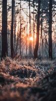 Sunbeams shine through a misty forest at sunset photo