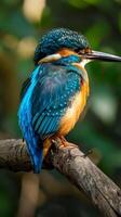 A blue and orange kingfisher rests on a branch photo