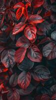 Close-up of vibrant red leaves photo