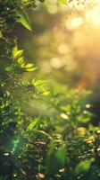 Sunbeams illuminate leaves in a vibrant green forest photo