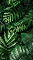 Close-up of vibrant green leaves in a tropical forest photo
