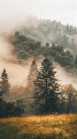 Golden sunlight filters through a misty forest photo