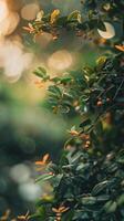Sunlight dappling through leaves and branches photo