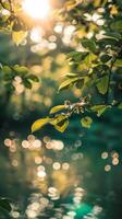 Sunlight filters through leaves, casting shimmering reflections on the water photo
