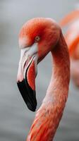 A close-up view of a flamingo's neck, captured in soft light photo