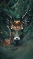 A close-up of a deer's face in the forest photo