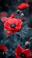 Red poppies in a field of green photo