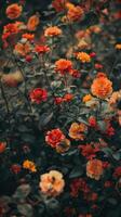 A close-up view of a lush garden filled with vibrant orange and red flowers photo