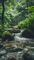 A tranquil stream flows through a dense, green forest photo