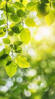 Lush green leaves illuminated by the warm sun photo