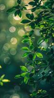 Sunlight filters through leaves, creating a dreamy, natural background photo