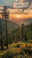 A sunset casts a golden glow over a dense forest photo