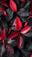 A close-up of deep green leaves with vibrant red leaves photo