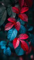 Red and blue leaves intertwine, creating a striking contrast photo