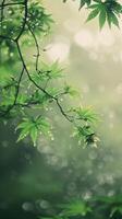 lozano verde hojas relucir con gotas de lluvia en suave luz de sol foto