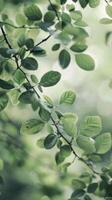Soft green leaves sway gently in the sunlight photo