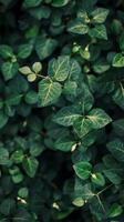 Close-up view of vibrant green leaves photo